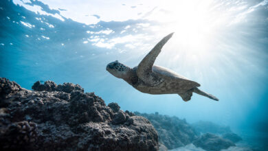 turtle in the ocean