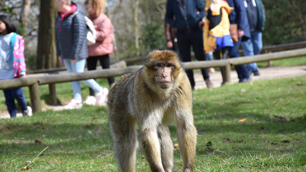 Win one of three Family Tickets for Trentham Monkey Forest, Worth £39 each!
