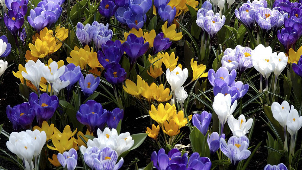 Win a selection of spring flower bulbs, Worth over £100!
