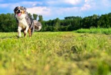 dog running in a field looking happy