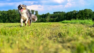 dog running in a field looking happy