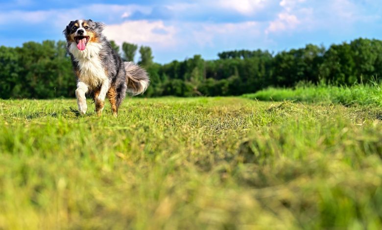 dog running in a field looking happy