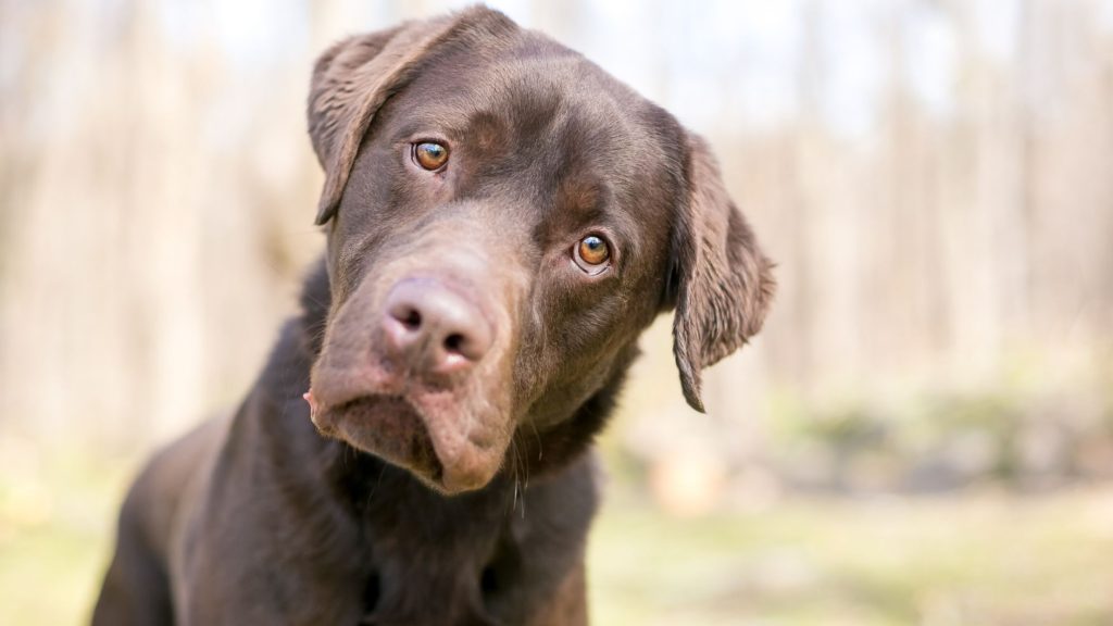dog tilting their head