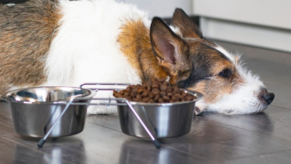 dog refusing to eat their food