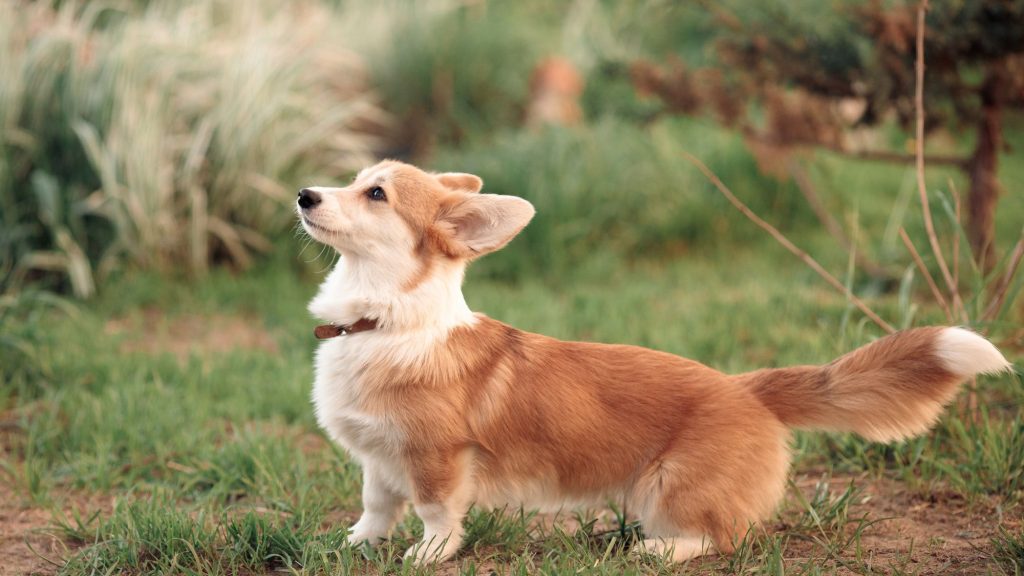 dog looking up with a straight tail